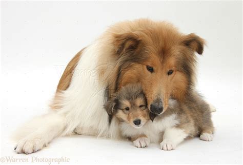 Rough Collie Dog And Puppy Photo Wp38304
