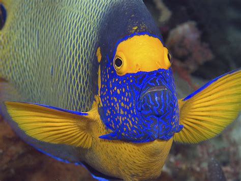 Blueface Angelfish