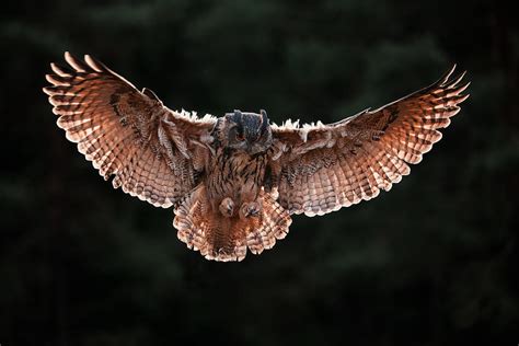 The Eurasian Eagle Owl Bubo Bubo Photograph By Petr Simon Pixels