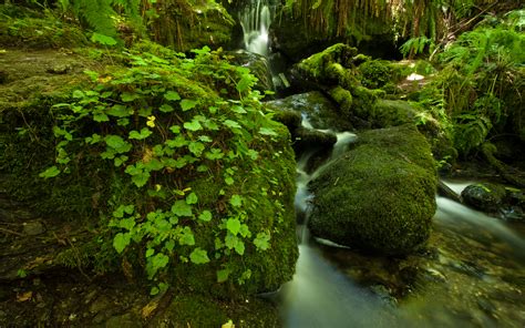 Forest Green Jungle Stream Timelapse Moss Rocks Stones Fern Hd