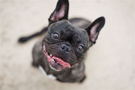 I decided to keep his brother that's the only reason i'. French Bulldog Rescue Network :: Perdita in TX