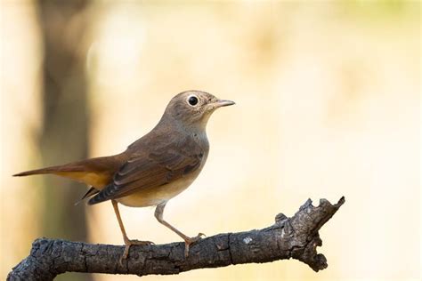 Why Do Birds Chirp at Night? - Nocturnal Birds