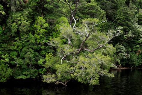 Huon Pine Stock Photos Pictures And Royalty Free Images Istock