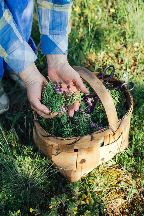 Picking Rosemary And Thyme Herbs By Pixel Stories Stocksy United
