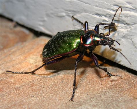 Unknown Large Green Beetle Calosoma Scrutator Bugguidenet