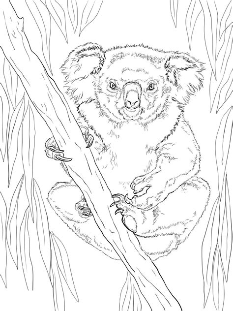 Free and Printable Koala Coloring Pages - 101 Coloring