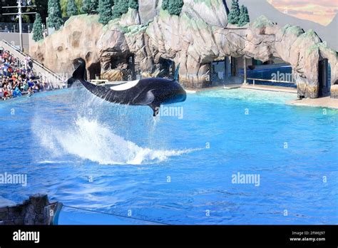 Killer Whale Jumping Out Of Water Flying In The Air During A Show At