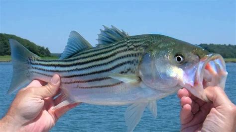 11 Best Flies For Striped Bass Proven Effective Guide Recommended