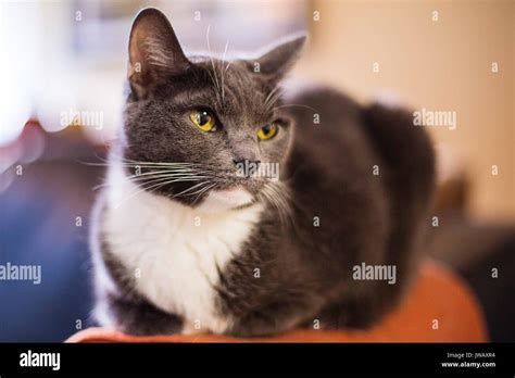 Cat Loaf High Resolution Stock Photography And Images Alamy
