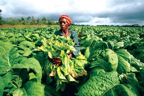 Bunyoro Farmers Count Losses As Tobacco Company Fails To Pay Them