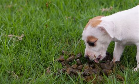 Did your dog eat a bee? My Dog Ate a Worm What Should I Do? | Our Fit Pets