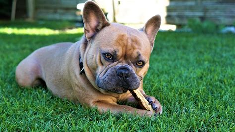 Specially designed for the breed, this is one of the best dog foods for english bulldogs. Best Dog Food for French Bulldogs: Nutritional Needs ...