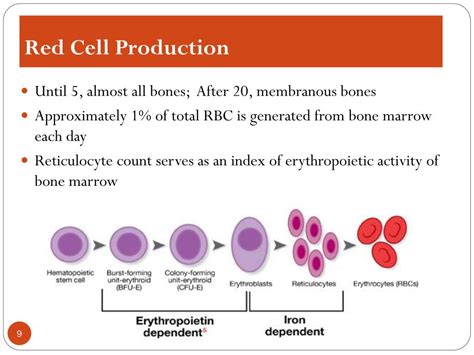 Ppt Disorders Of Red Blood Cells Powerpoint Presentation Free