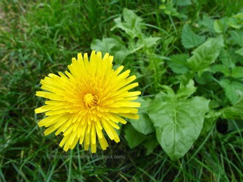 I fiori gialli annunciano la primavera e rendono luminosa la nostra terrazza. Il nome dei fiori: Tarassaco comune: da fiori gialli a ...