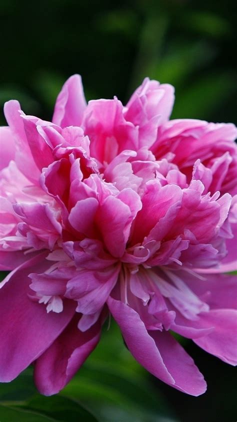 Pink Peony Wallpapers 57 Images