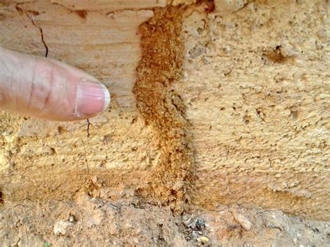 How To Notice Termite Infestation Pest Control Jupiter Termite