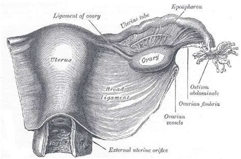 Round Ligament Of Uterus Cadaver