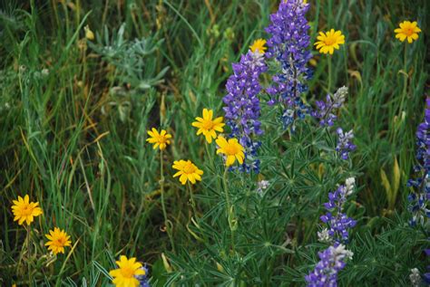 Montana Wild Flowers Flower Images