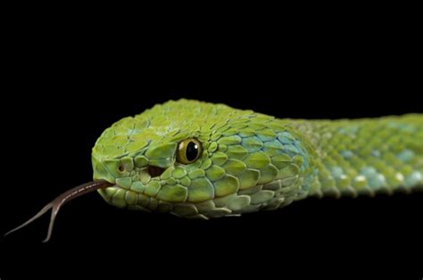 Photo Ark Home Rowleys Palm Pit Viper National Geographic Society