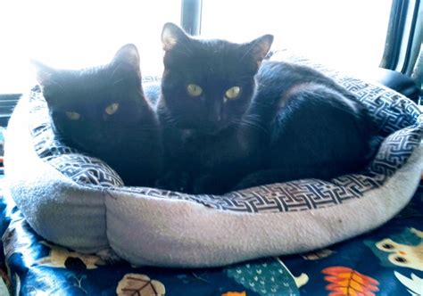 Siamese cats were first imported from thailand in the 1800's. Are Siamese cats predisposed to be mean? - Quora