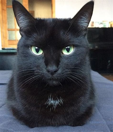 65 Names For Black Cats With Green Eyes The Paws