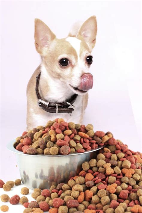 Cómo Cuidar De Un Chihuahua Sabioz