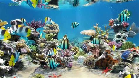 Sim Aquarium Live Wallpaper My Desktop Youtube