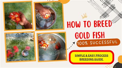 How To Breed Goldfish Easy Way Youtube