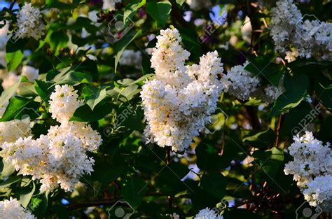 Maybe you would like to learn more about one of these? arbustes fleurs blanches parfumees - Agencement de jardin ...