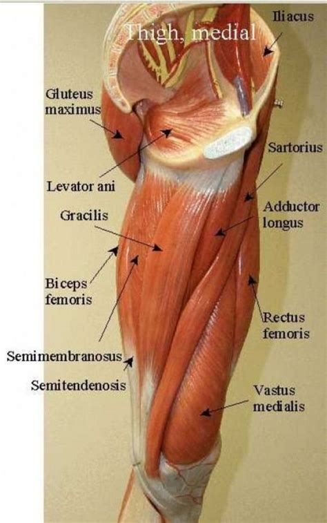 Pelvis to include the iliac crests superiorly, the full width of the pelvis and the femoral greater trochanter interiorly. SARTORIUS =long muscle ORIGIN: anterior superior iliac ...