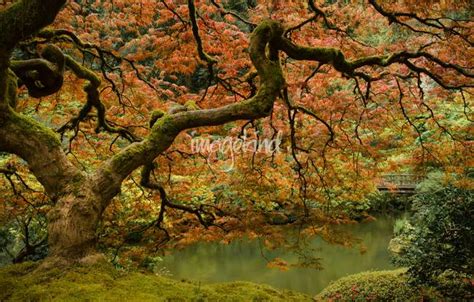 Stunning Japanese Maple Tree Artwork For Sale On Fine Art Prints