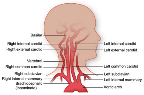 Common Carotid Artery Stepwards