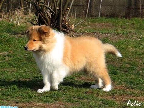 Explore 21 listings for rough collie puppies for sale at best prices. Rough COLLIE puppies Viking & Verva - YouTube