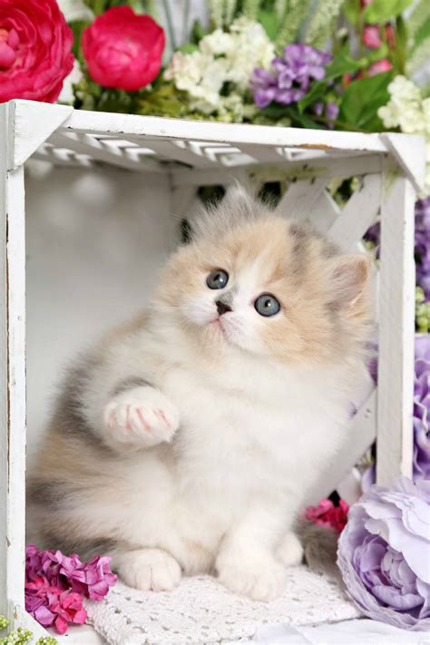 Fairytale Pastel Calico Dilute Calico Persian Kitten For Salepersian