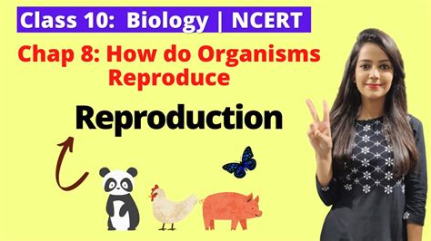 10th Biology Ncert How Do Organisms Reproduce Reproduction