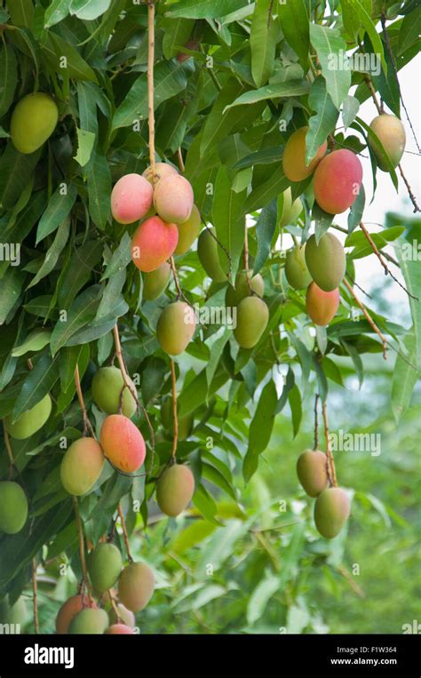 Ripe Mango Tree High Resolution Stock Photography And Images Alamy