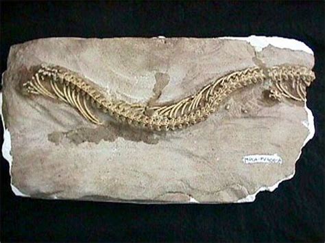 Fossil Found Of Prehistoric Snake With Two Rear Legs