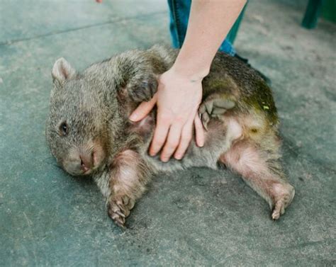 Pet Wombat 9 Pics
