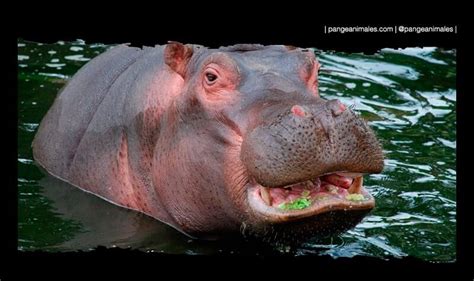 Hipopótamo Características Qué Come Y Hábitat Pangea
