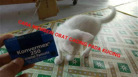 Hidup dengan menghsiap darah dan tisu dalam badan kucing. CARA MEMBERI OBAT CACING PADA KUCING - YouTube