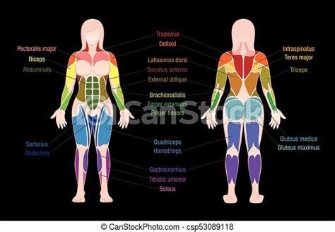 Female Torso Anatomy Diagram Female Anatomy Diagram Labeled Anatomy