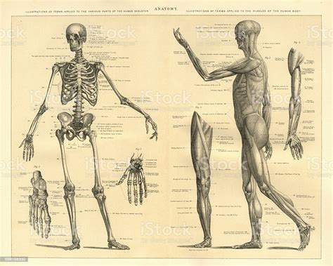 Human Anatomy Skeleton And Muscles Of The Body Stock