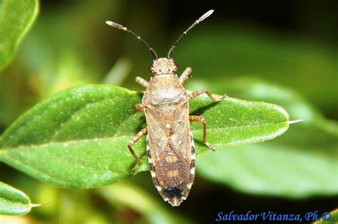 Hemiptera Heteroptera Coreidae Catorhintha Guttula B Urban Programs