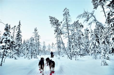 Dog Sledding In Chilly Finnish Lapland