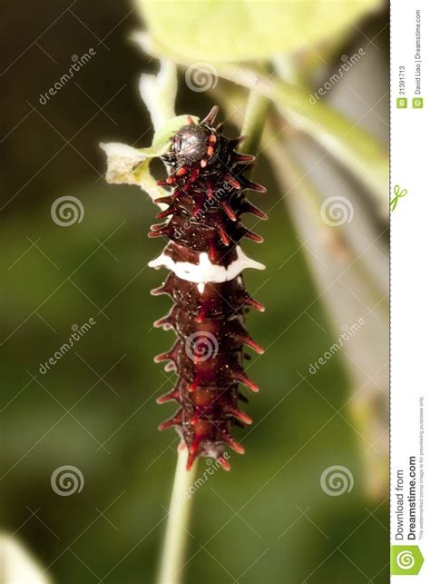Larva Della Farfalla Di Swallowtail Immagine Stock Immagine Di