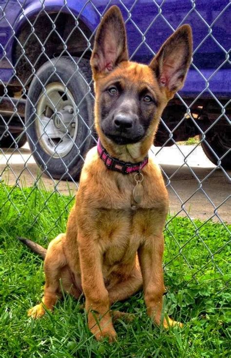 Malinois welpen abholen ein belgischer schäferhund welpe zieht ein. www.wolfsbaneK9.com Belgian Malinois puppy | Belgian ...