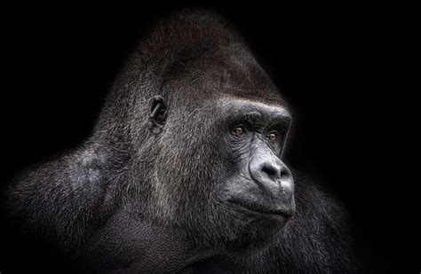 Profesional Cool Zoom Virtual Backgrounds Gorilla Wallpaper Images