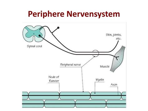Das pns hat wiederum zwei funktionsbereiche, das vegetative autonom arbeitende nervensystem (verdauung, hormone, herzschlag, drüsen) und das somatische, willentlich steuerbare (motorische). PPT - Polyneuropathie PowerPoint Presentation - ID:449939