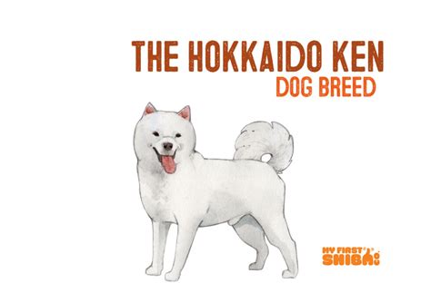 All About The Hokkaido Dog Ainu Ken Dog Breed My First Shiba Inu
