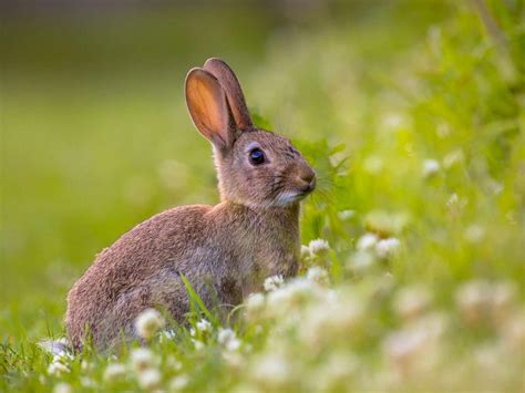 The Destructive Impact Of European Rabbits On The Environment 2023